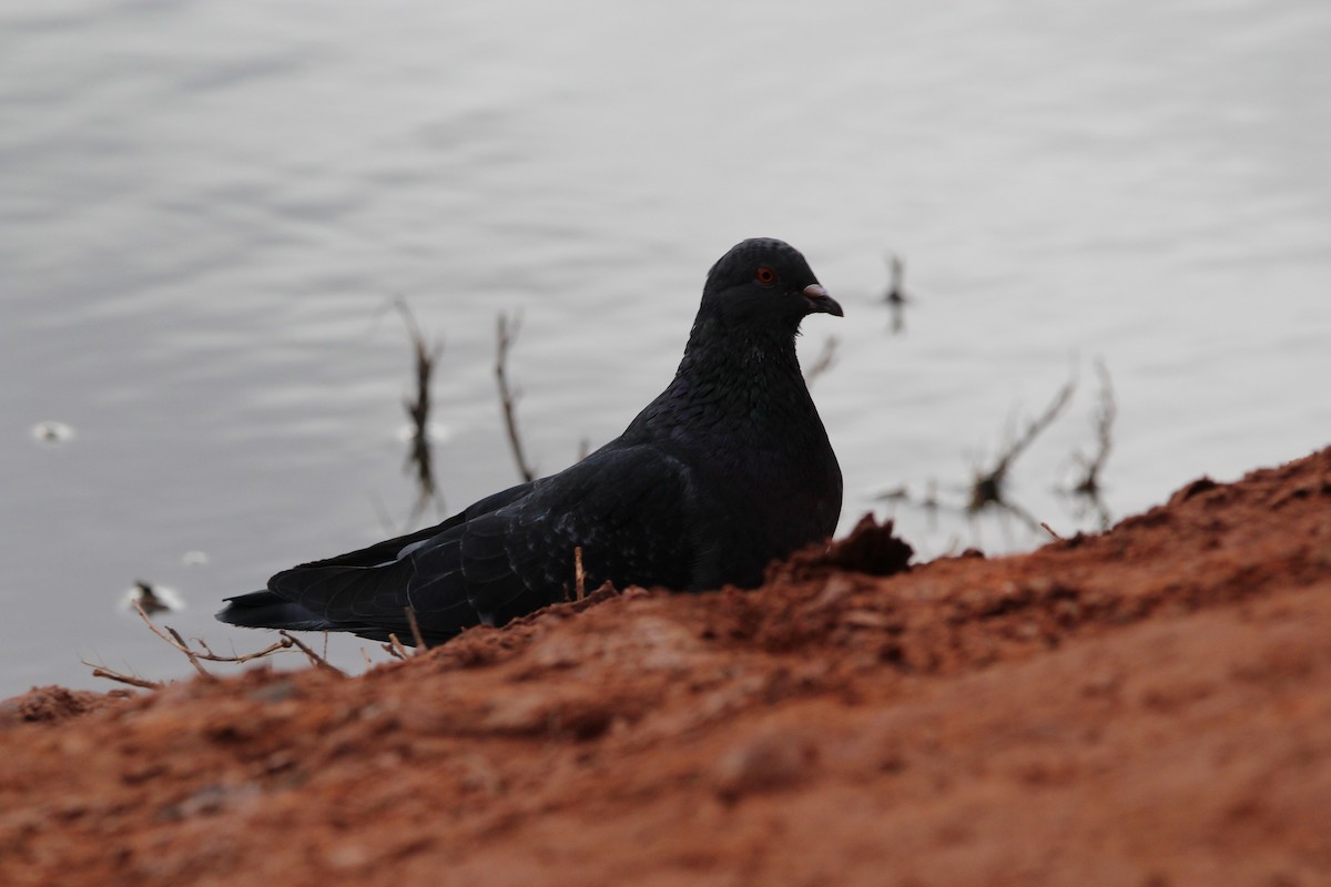 Rock Pigeon (Feral Pigeon) - Coen Kliewer