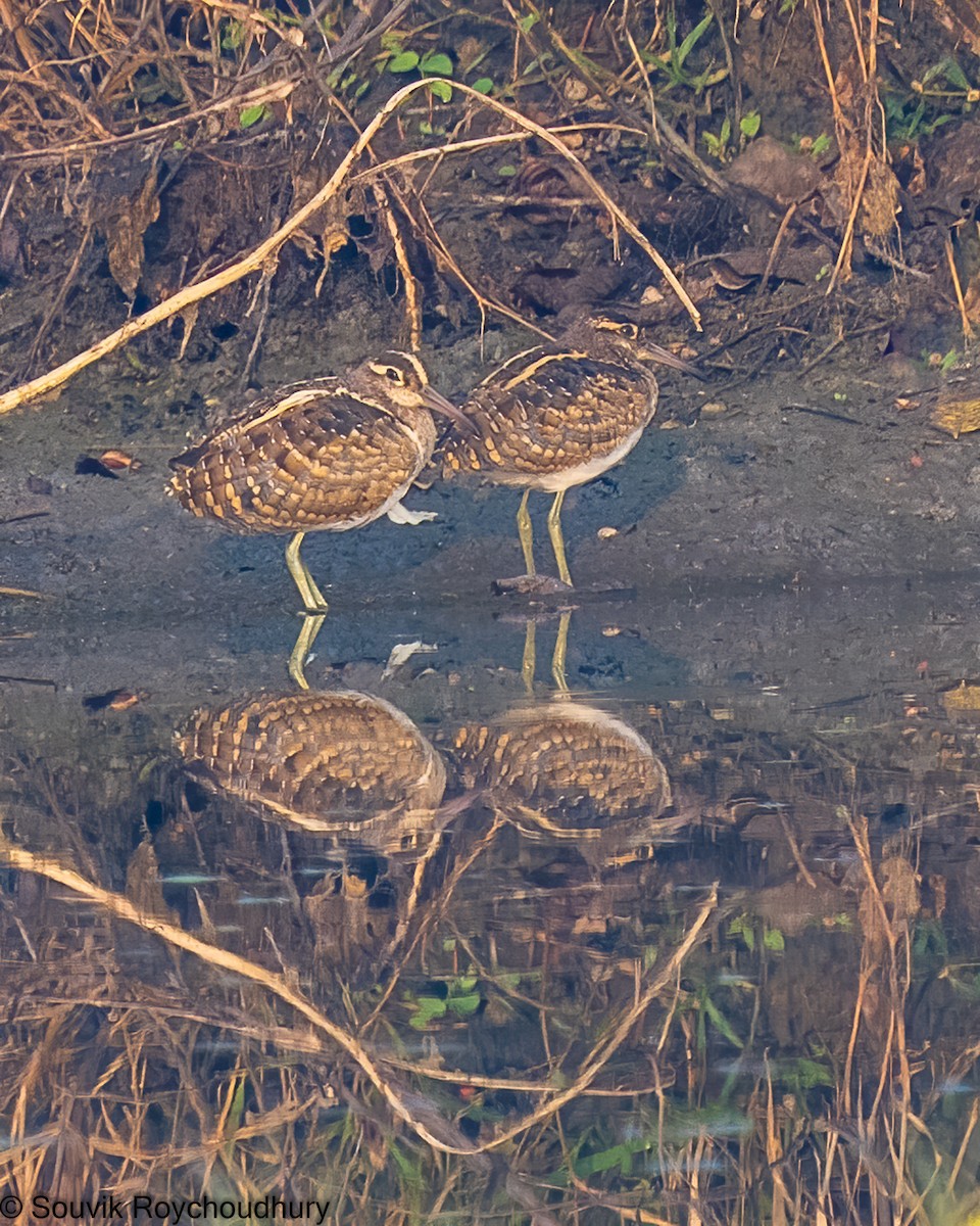 Greater Painted-Snipe - Souvik Roychoudhury