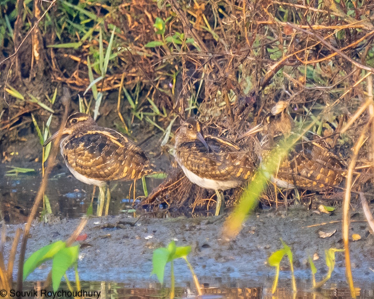 Greater Painted-Snipe - Souvik Roychoudhury