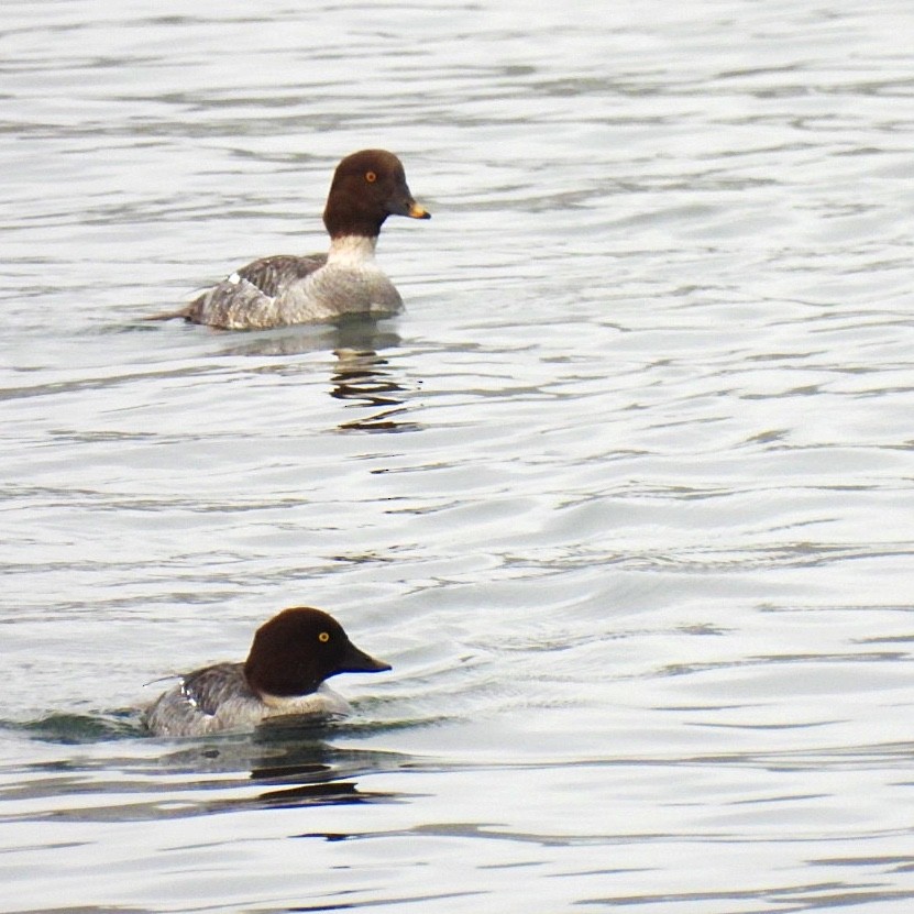 Common Goldeneye - ML392389011