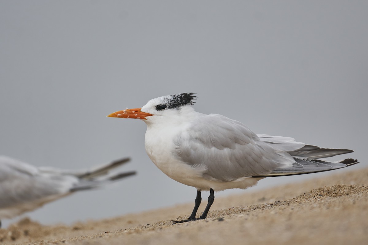 Royal Tern - Grigory Heaton