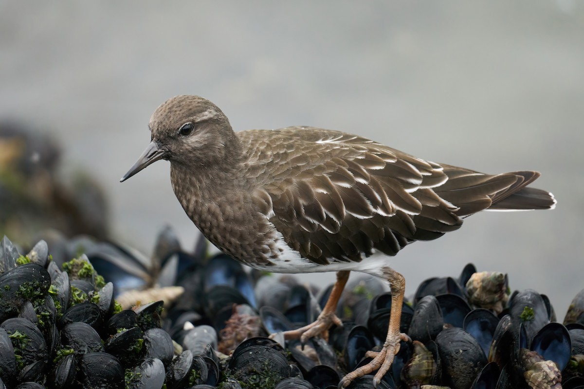 Black Turnstone - Grigory Heaton