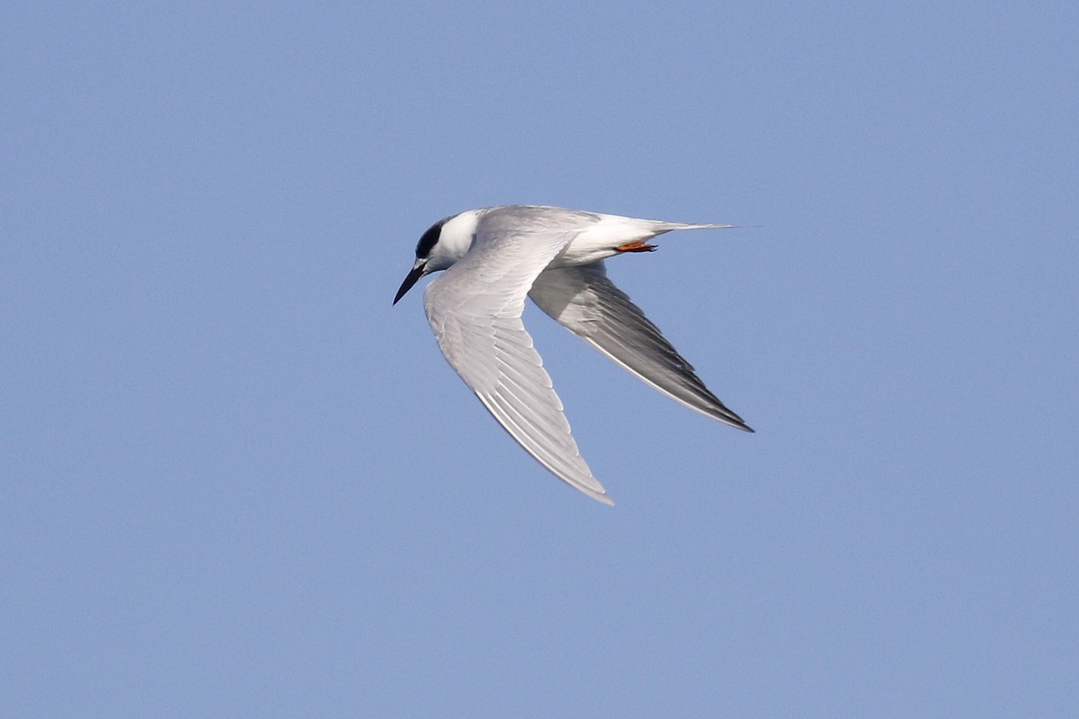 Forster's Tern - Ted Keyel