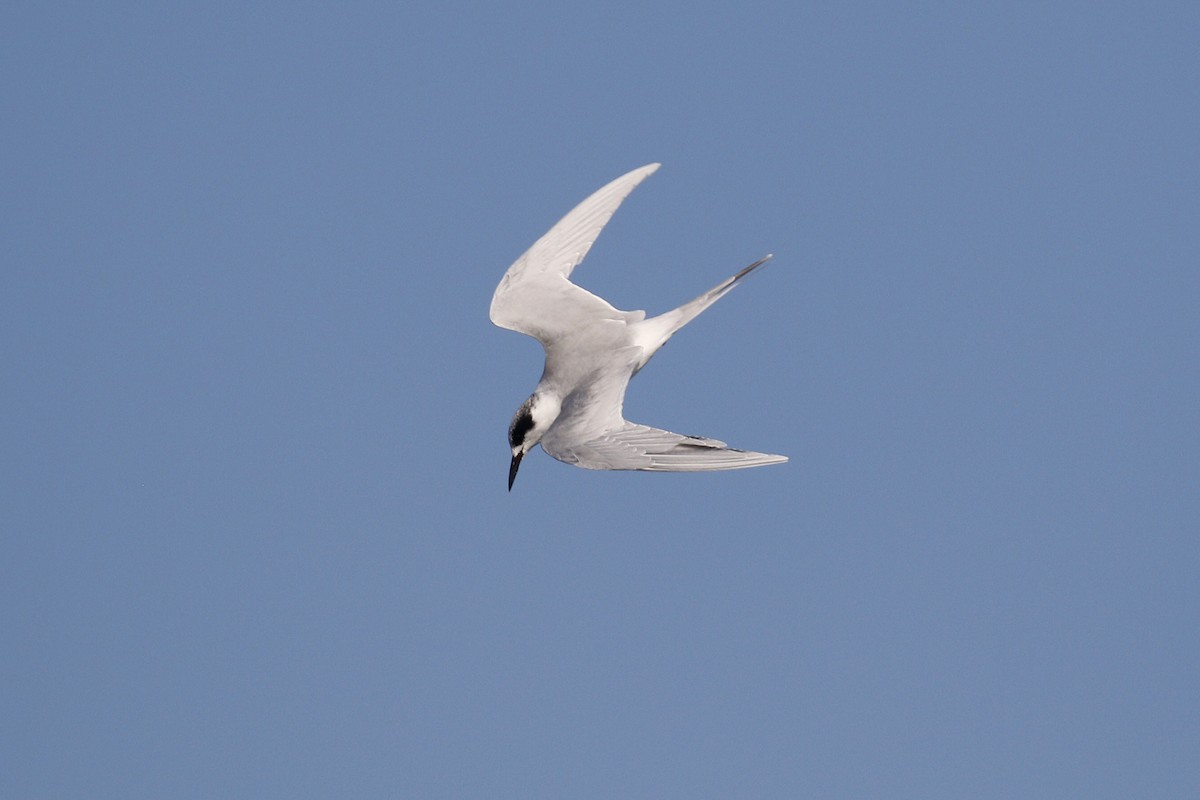 Forster's Tern - Ted Keyel