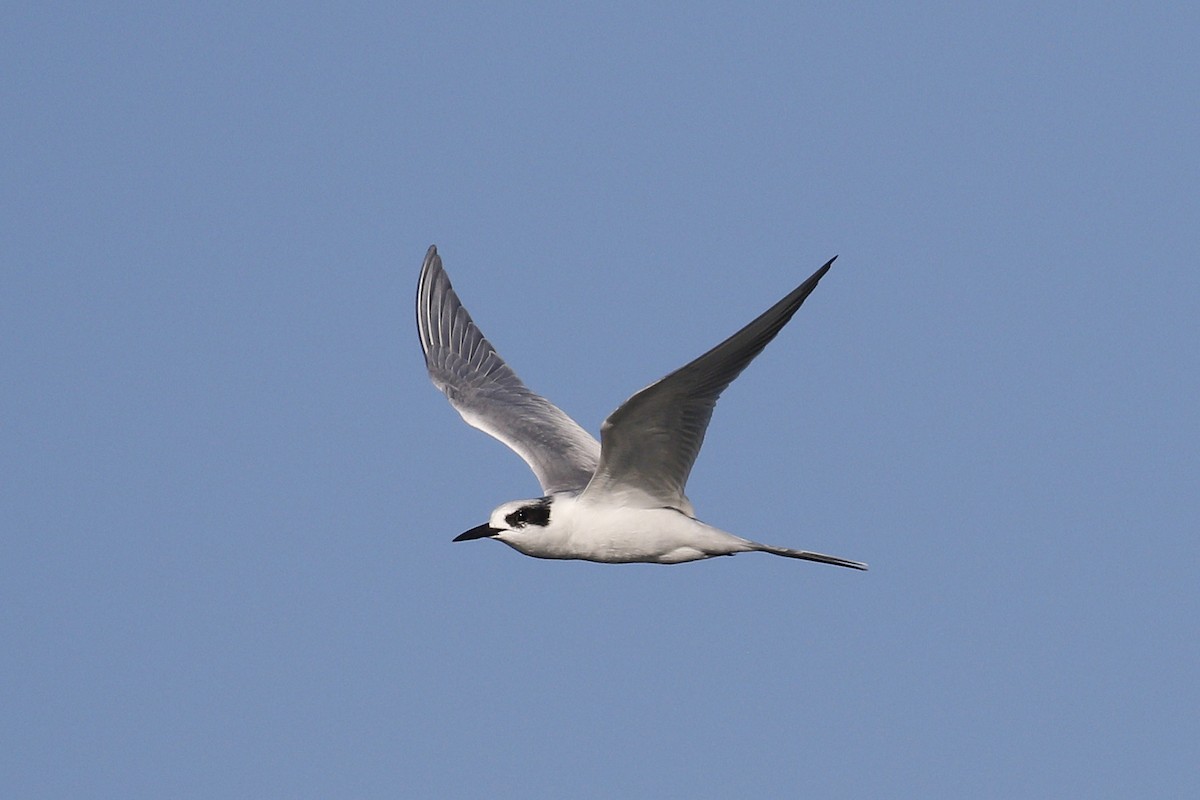 Forster's Tern - Ted Keyel