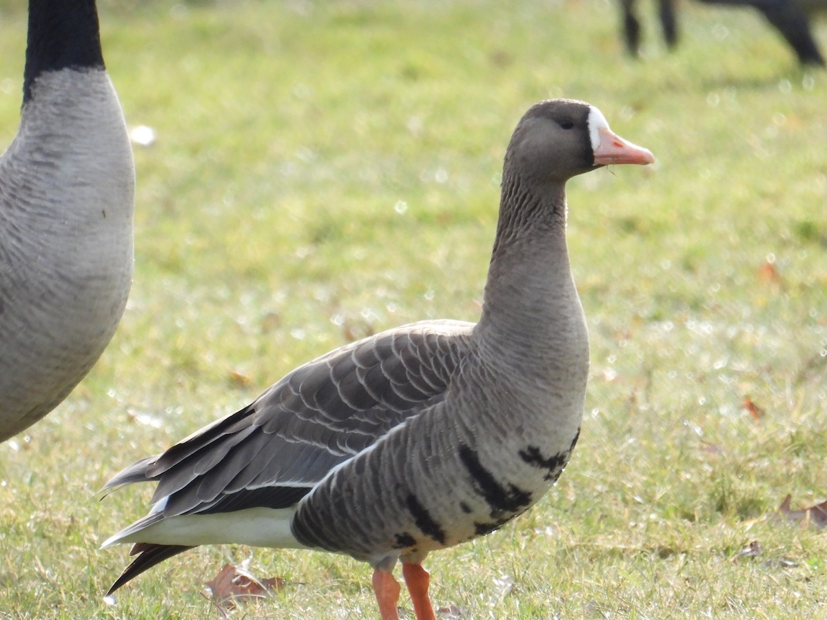 Greater White-fronted Goose - ML392393341