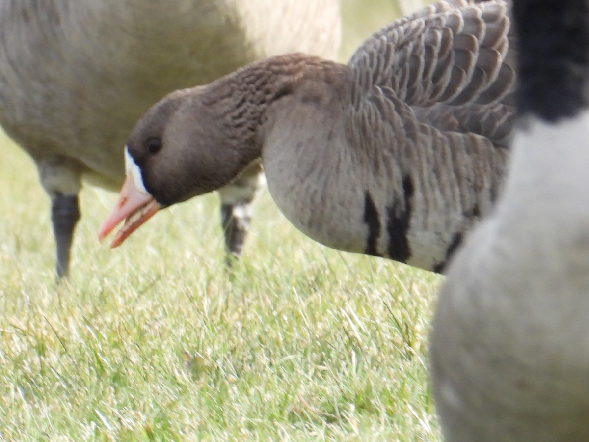 Greater White-fronted Goose - ML392393351