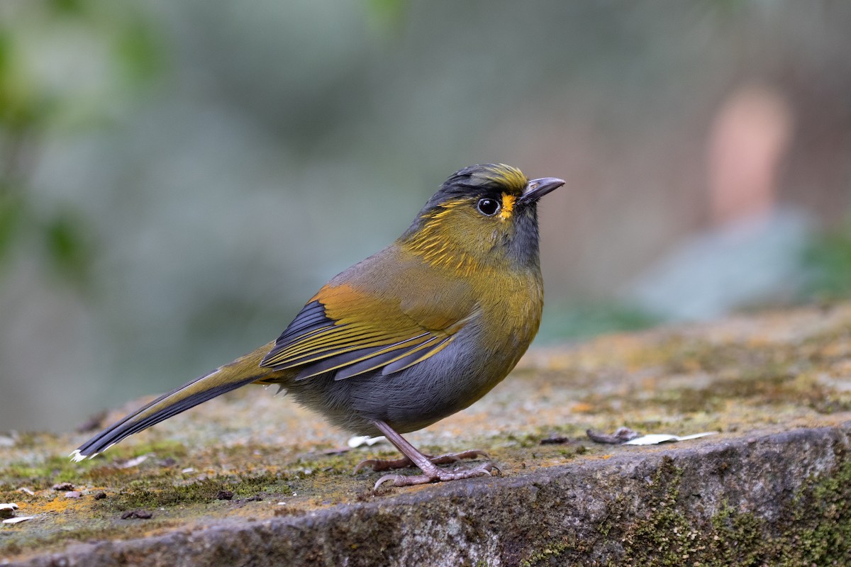 Taiwan Liocichla - ML392396211
