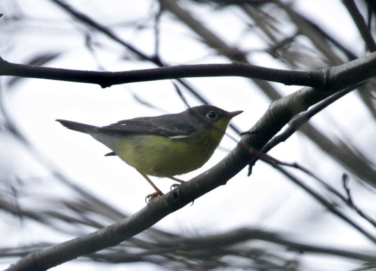 Canada Warbler - Oregon Bird Records Committee OBRC