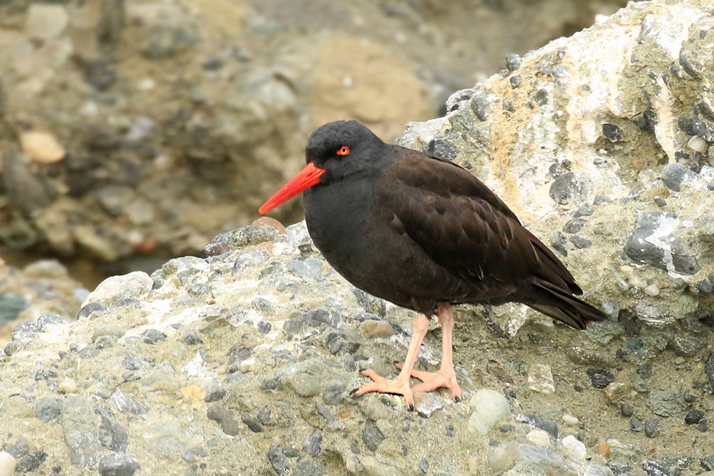 Black Oystercatcher - ML392397841