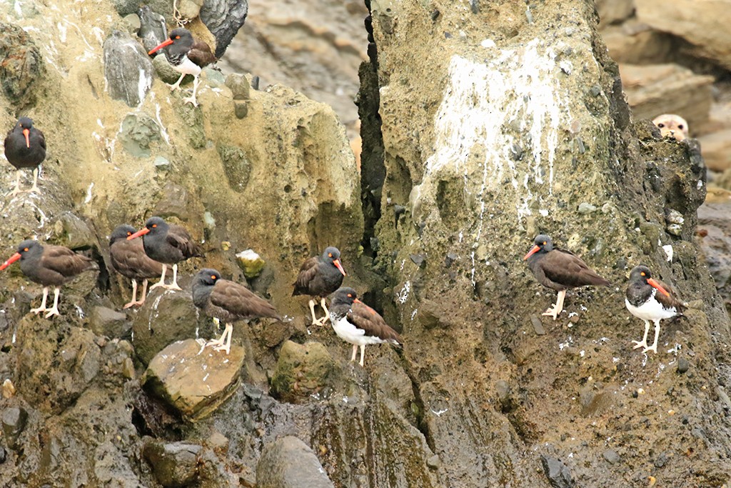 Black Oystercatcher - ML392397911