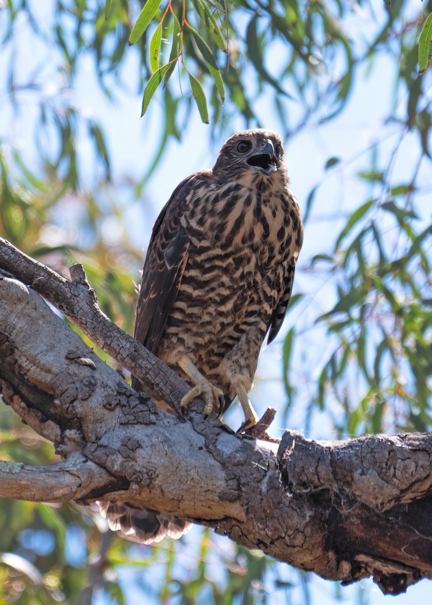 Brown Goshawk - ML392398151