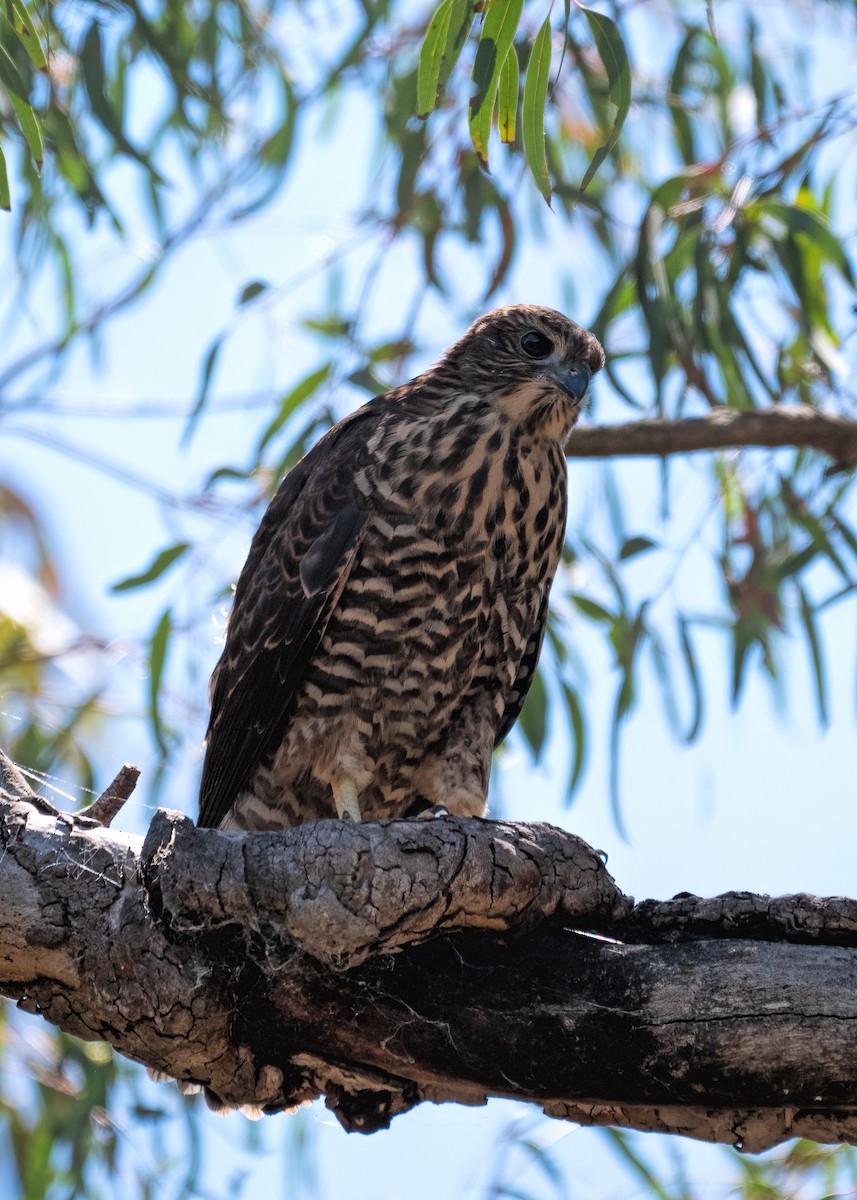 Brown Goshawk - ML392398161