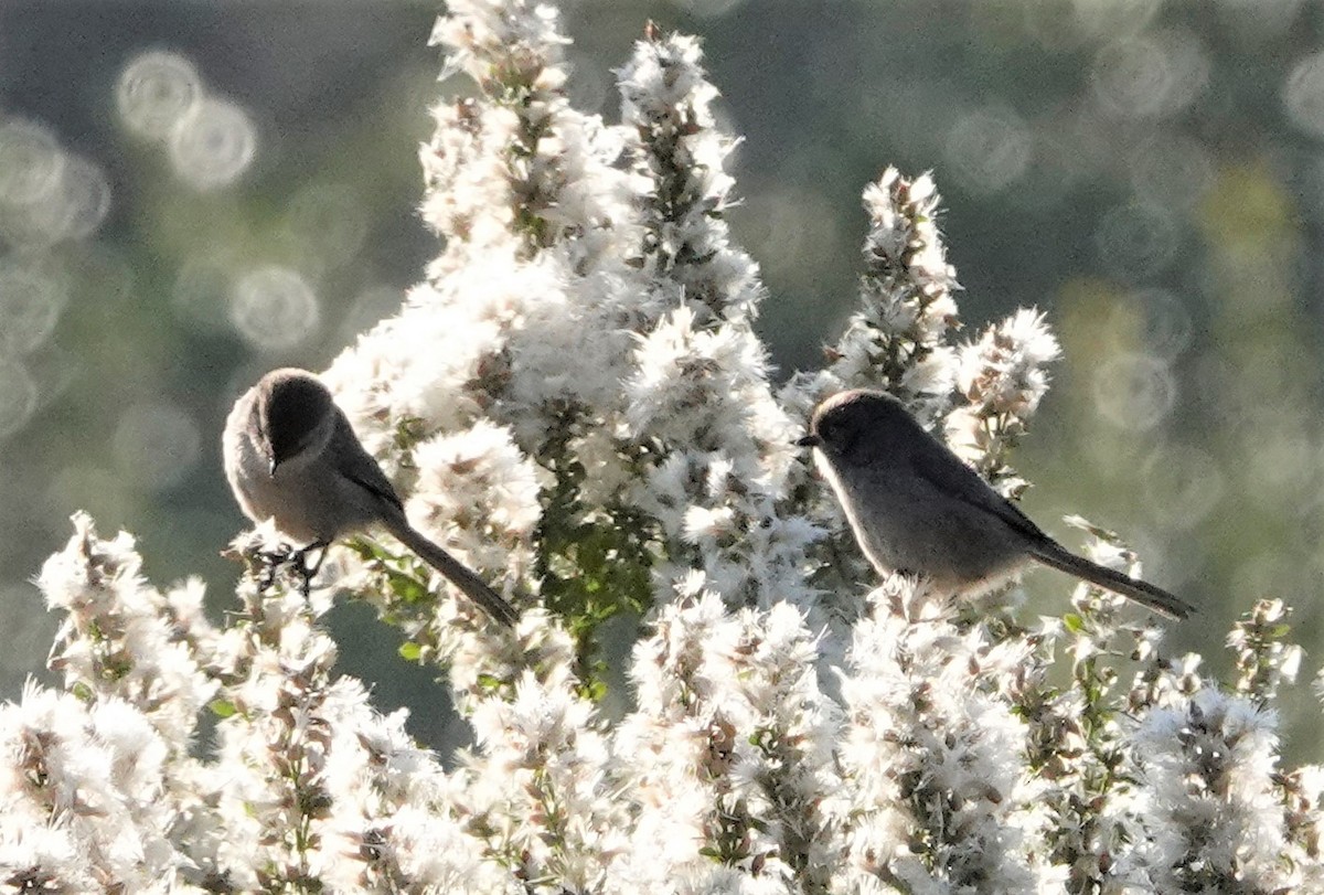 Bushtit - ML392398441