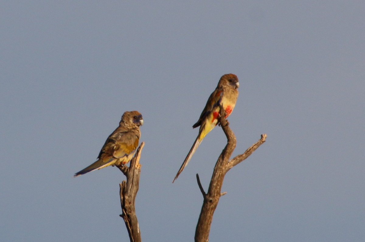 Perico Cariazul - ML392398731