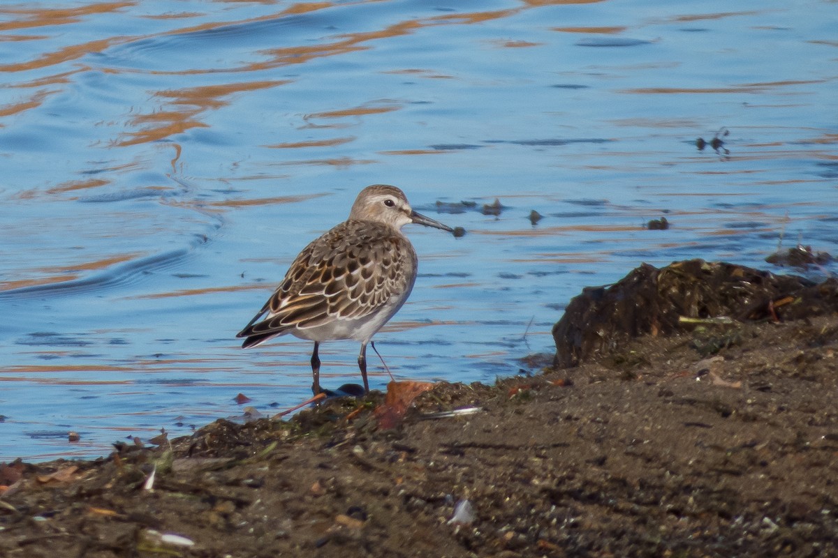 White-rumped Sandpiper - ML39239961