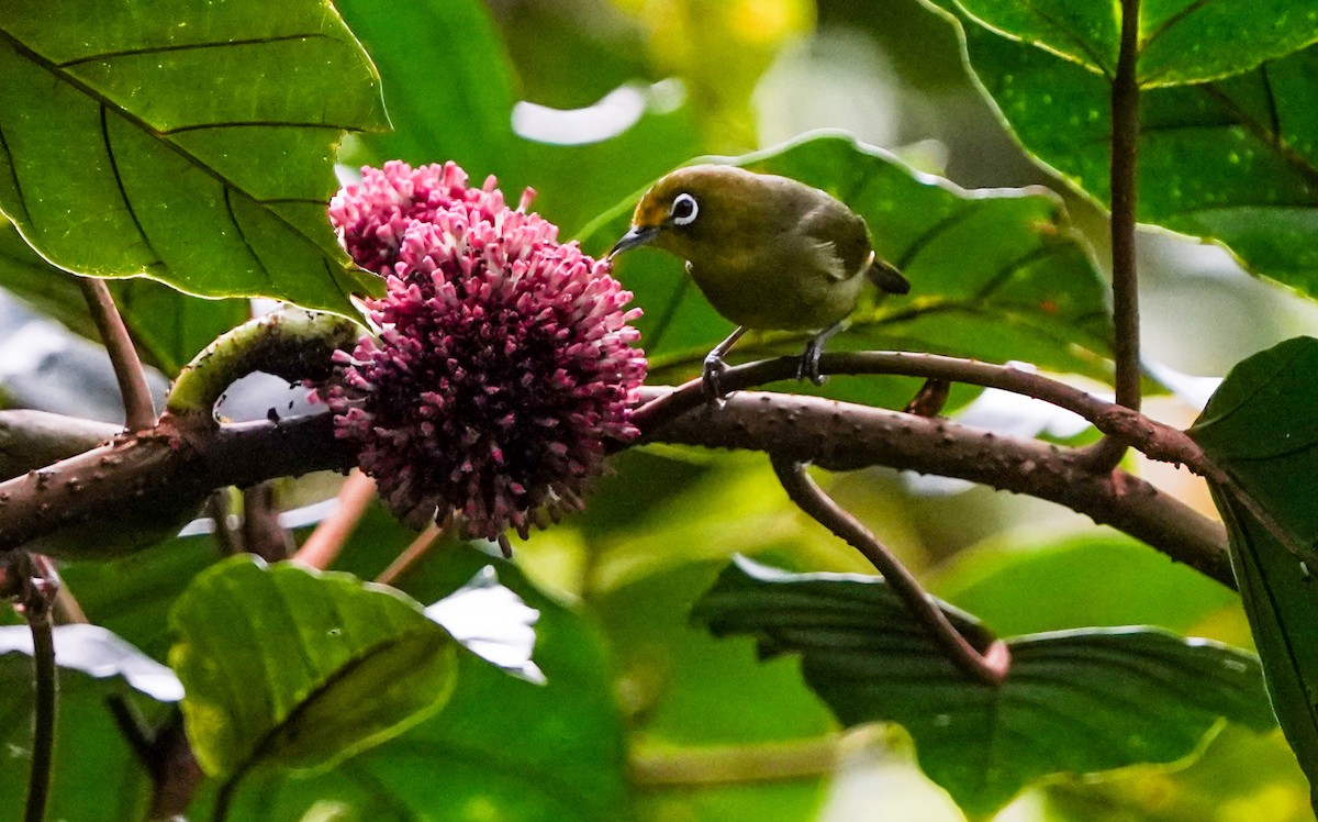 white-eye sp. - ML392400001