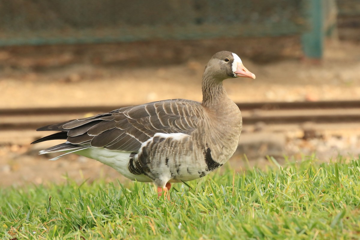 Greater White-fronted Goose - Rene Valdes 🦜
