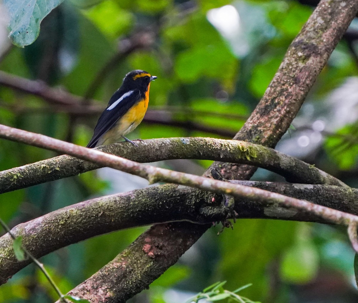 Narcissus Flycatcher - ML392400451