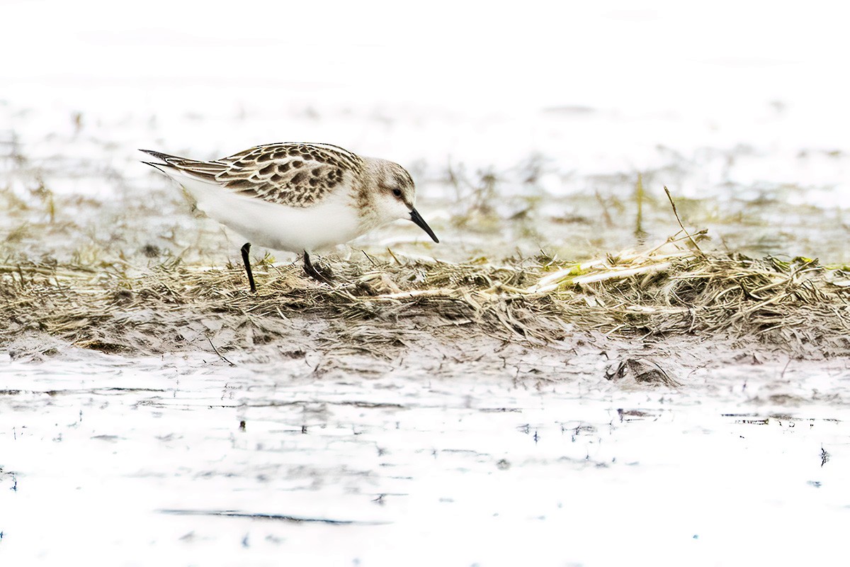 Little Stint - Gerald Romanchuk