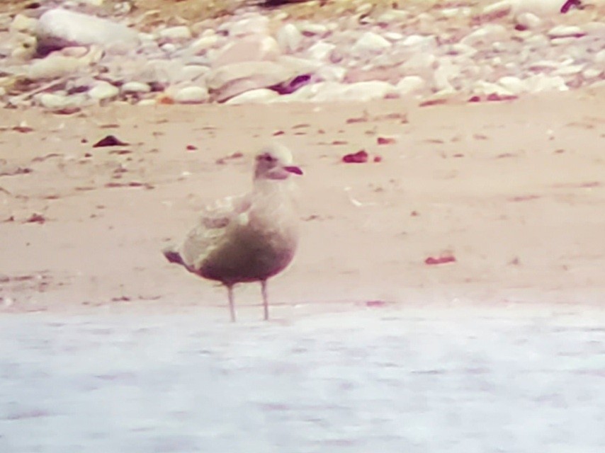 Iceland Gull (Thayer's) - ML392401441