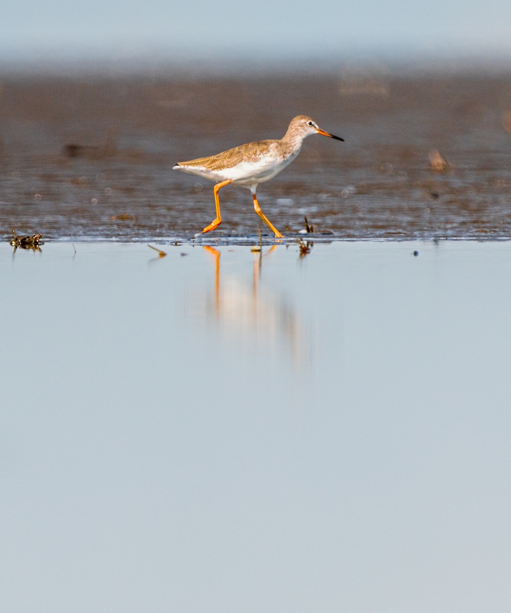 Common Redshank - Myron Ray Sy Evasco