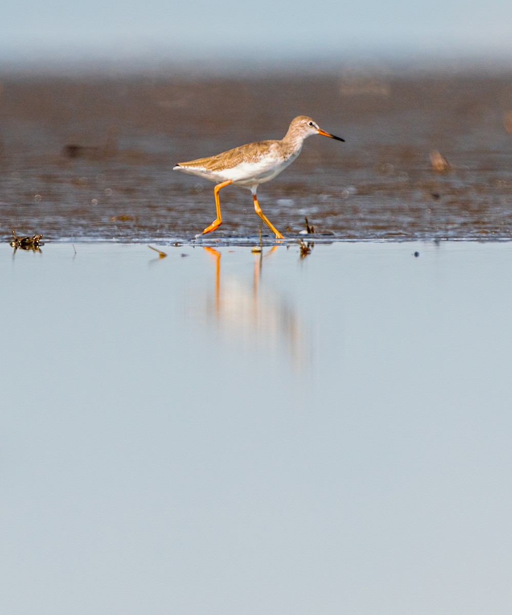 Common Redshank - ML392401531