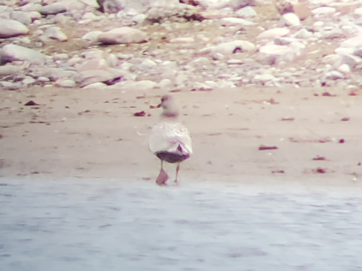 Iceland Gull (Thayer's) - ML392401541