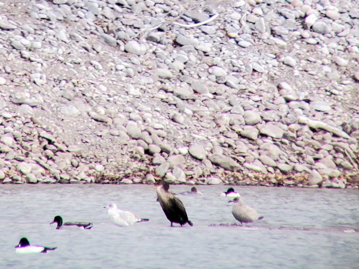 Double-crested Cormorant - ML392401561