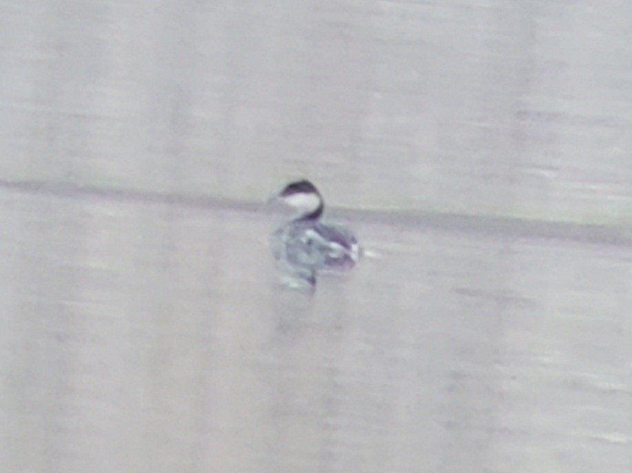 Horned Grebe - ML392401631