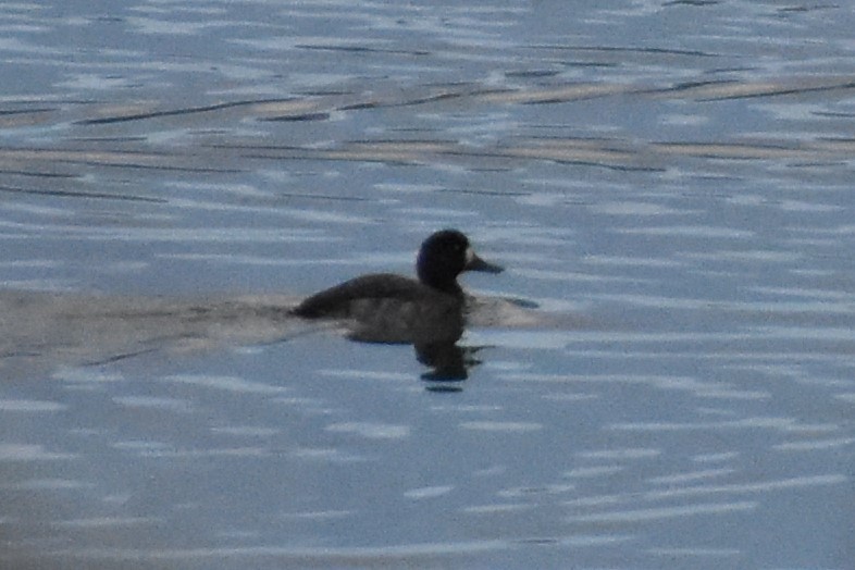 Greater Scaup - ML392402181