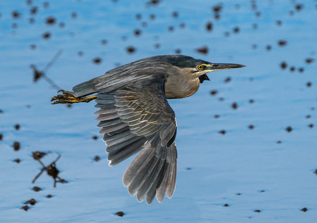 Striated Heron - ML392402251