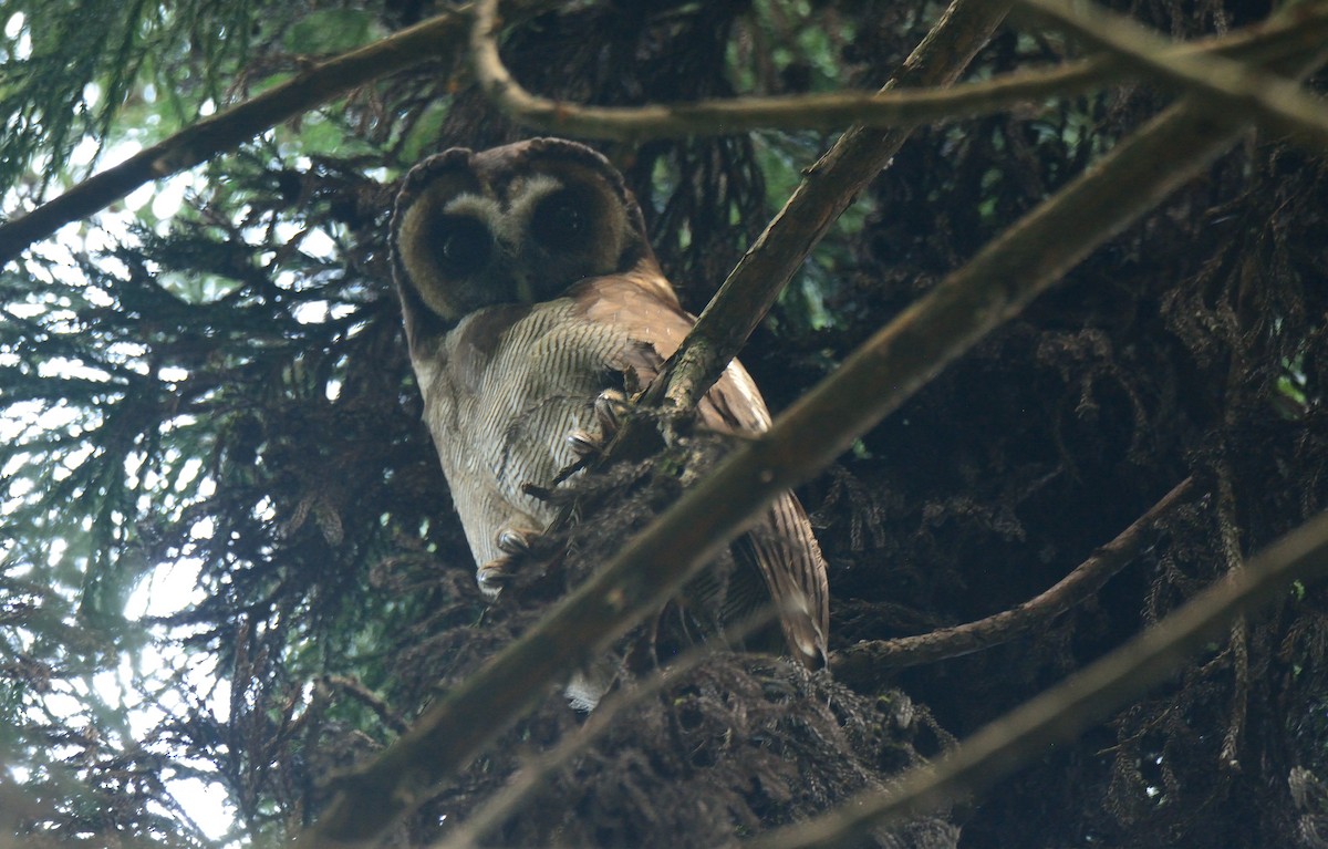 Brown Wood-Owl - ML392402431