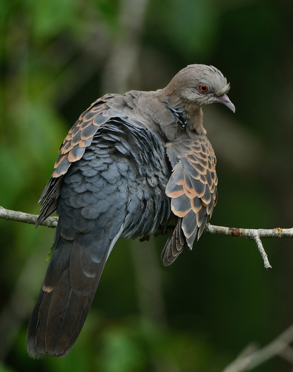 Oriental Turtle-Dove - ML392402921