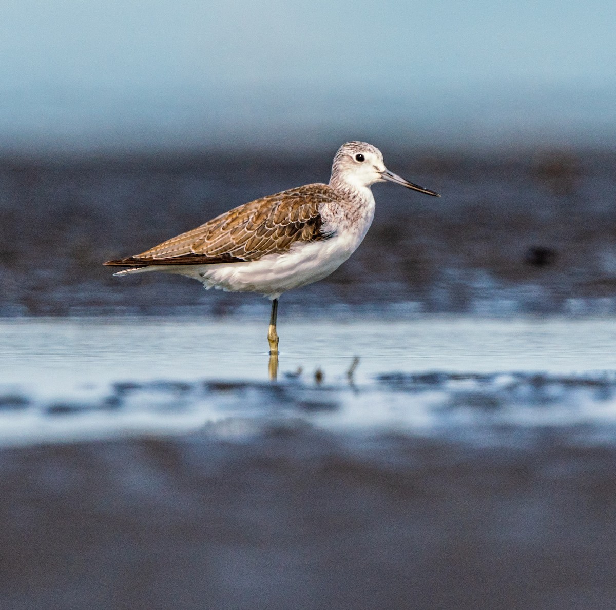 Common Greenshank - ML392402961