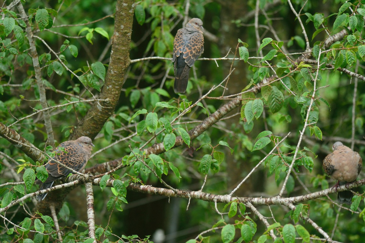 Oriental Turtle-Dove - ML392402981