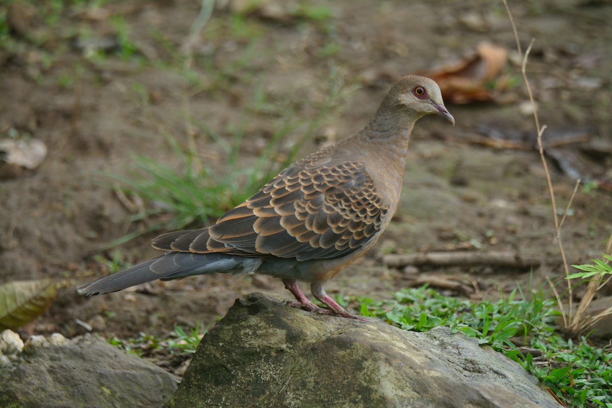 Oriental Turtle-Dove - ML392402991