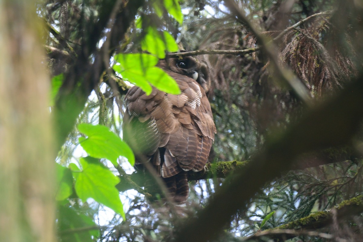 Brown Wood-Owl - ML392403021