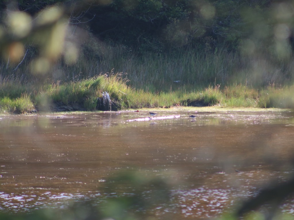 Einsiedelwasserläufer - ML392404831