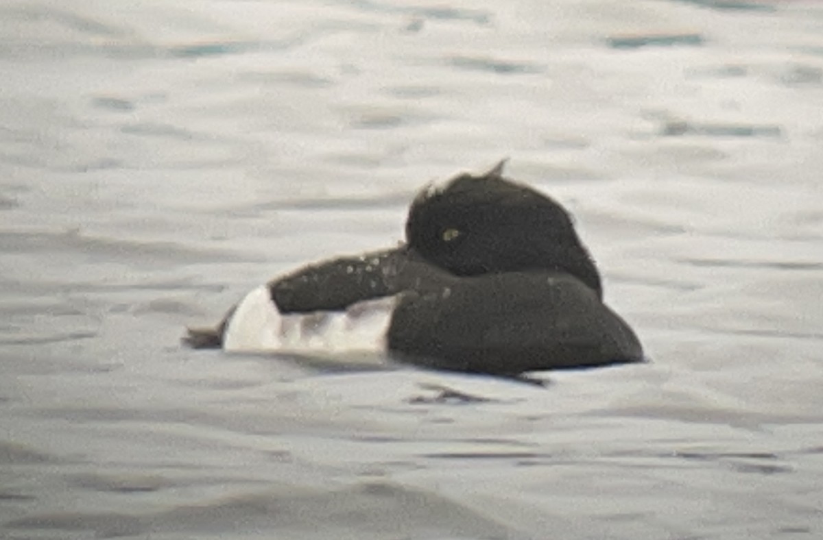 Tufted Duck - ML392406511