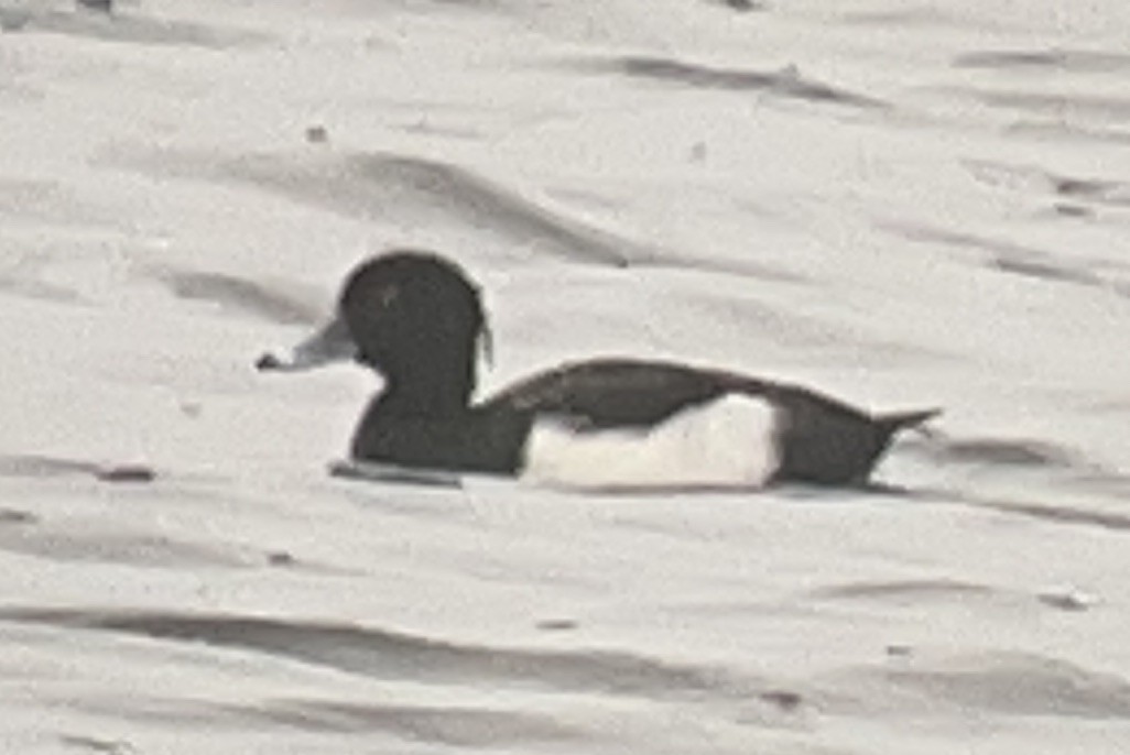 Tufted Duck - ML392406521