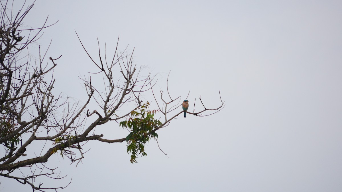 Indian Roller - ML392407831