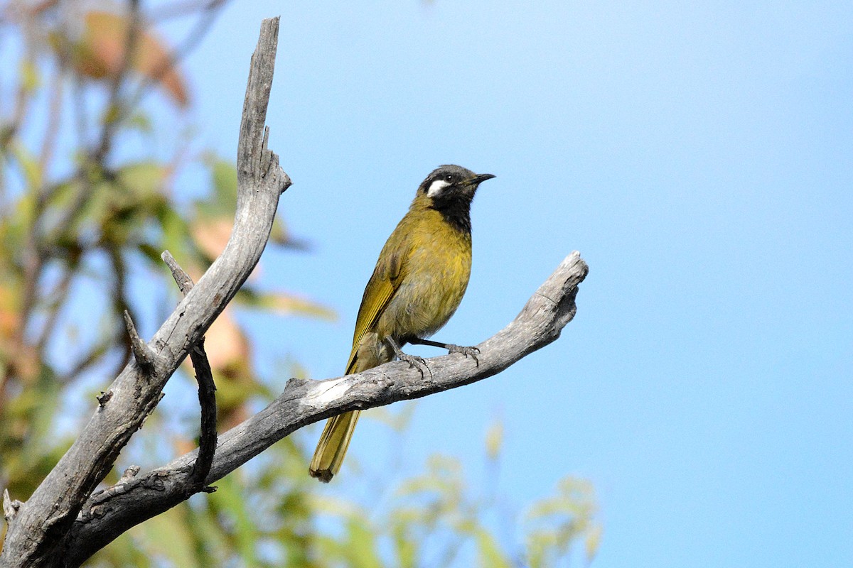 White-eared Honeyeater - ML392409101
