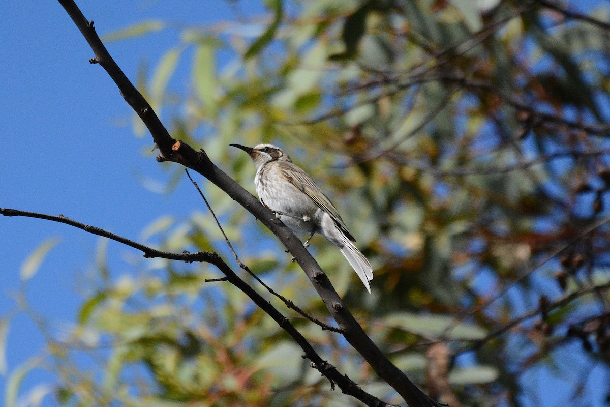Tawny-crowned Honeyeater - ML392409111