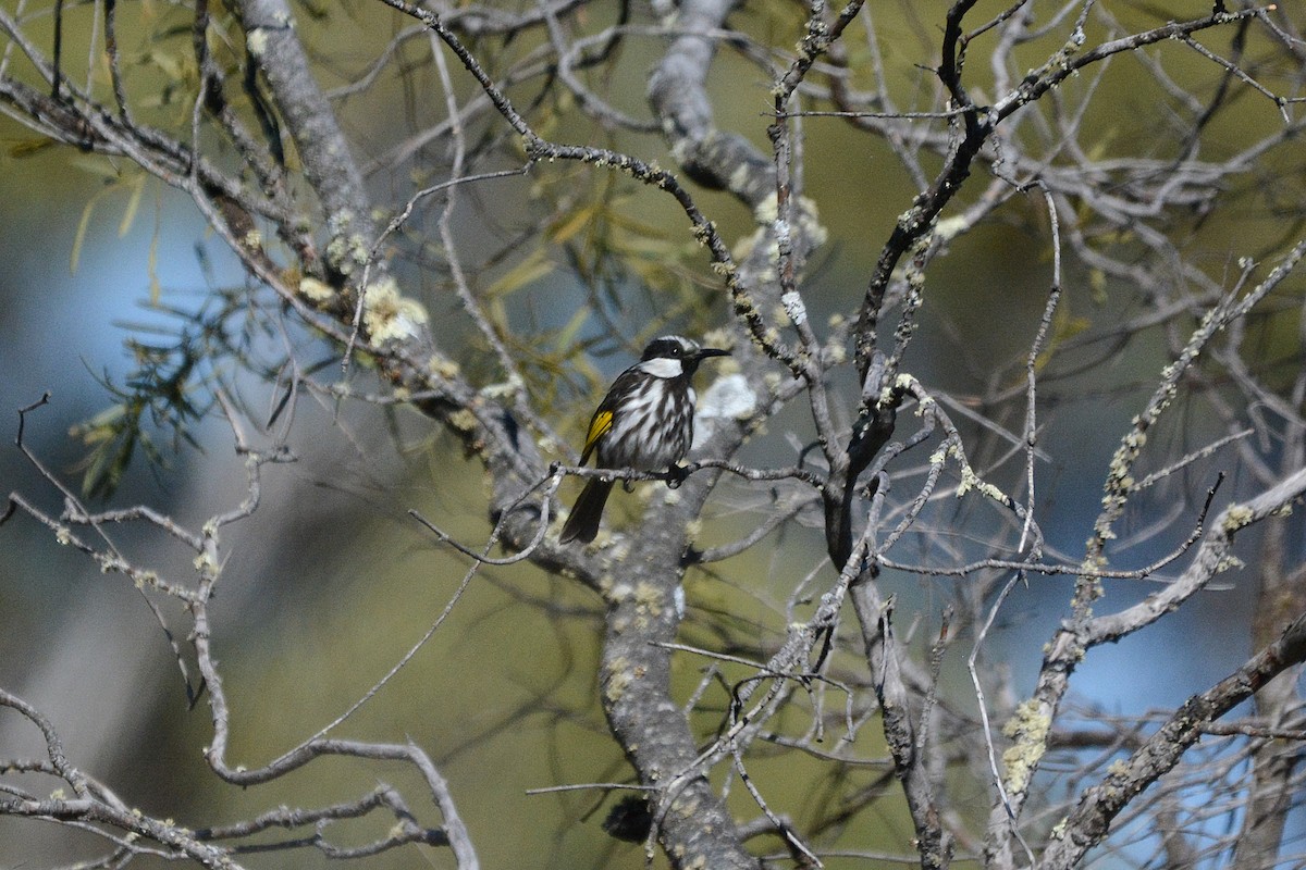 White-cheeked Honeyeater - ML392409131