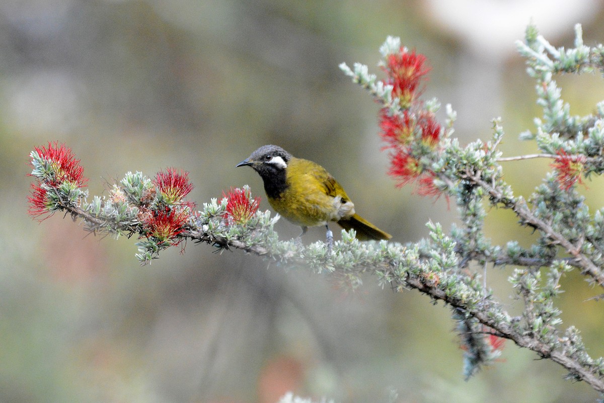 White-eared Honeyeater - ML392409151