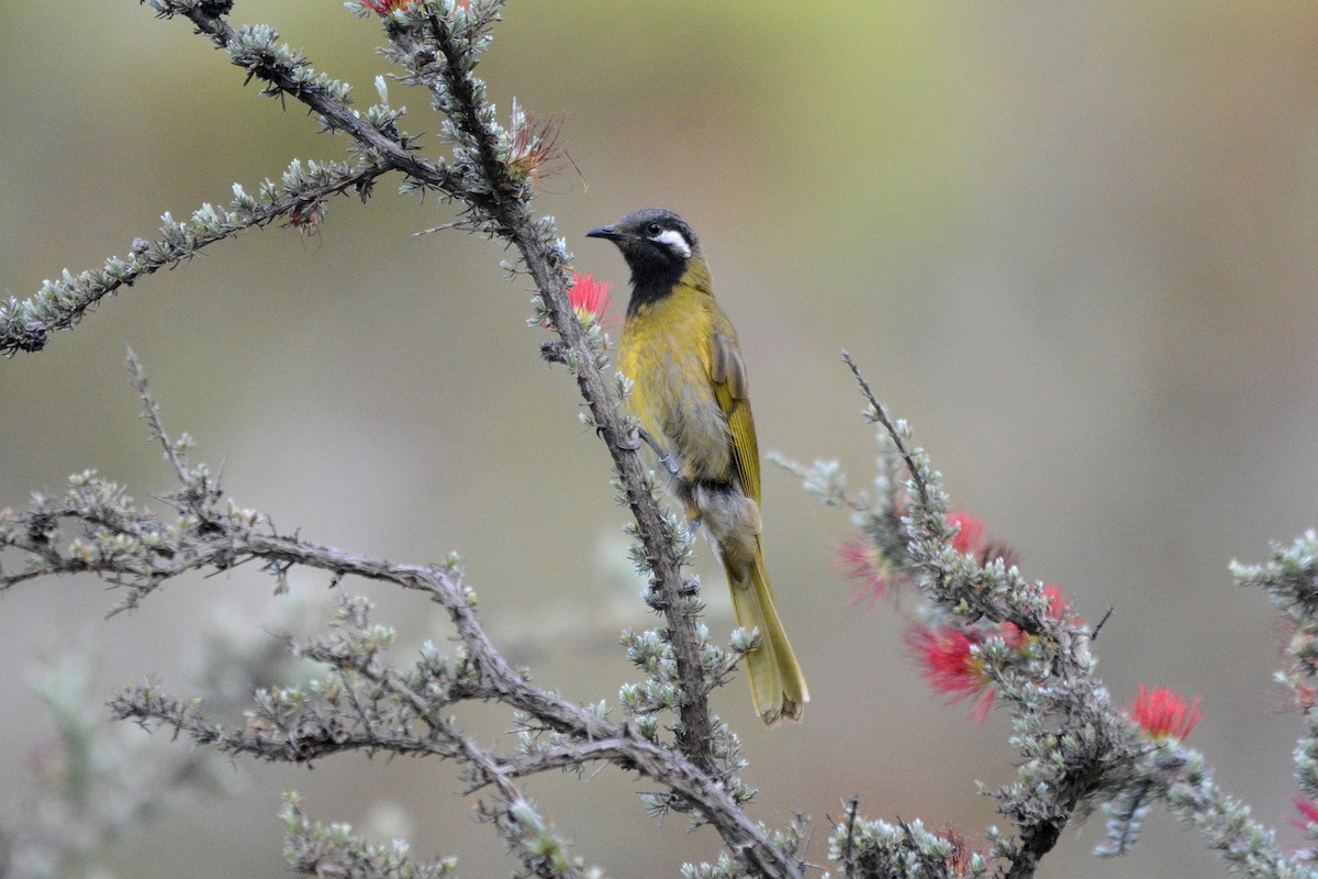 White-eared Honeyeater - ML392409161