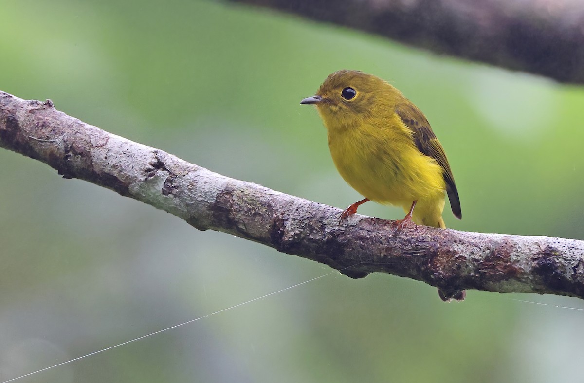 Citrine Canary-Flycatcher - ML392411301