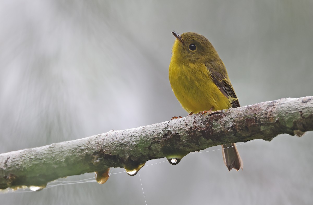 Citrine Canary-Flycatcher - ML392411311