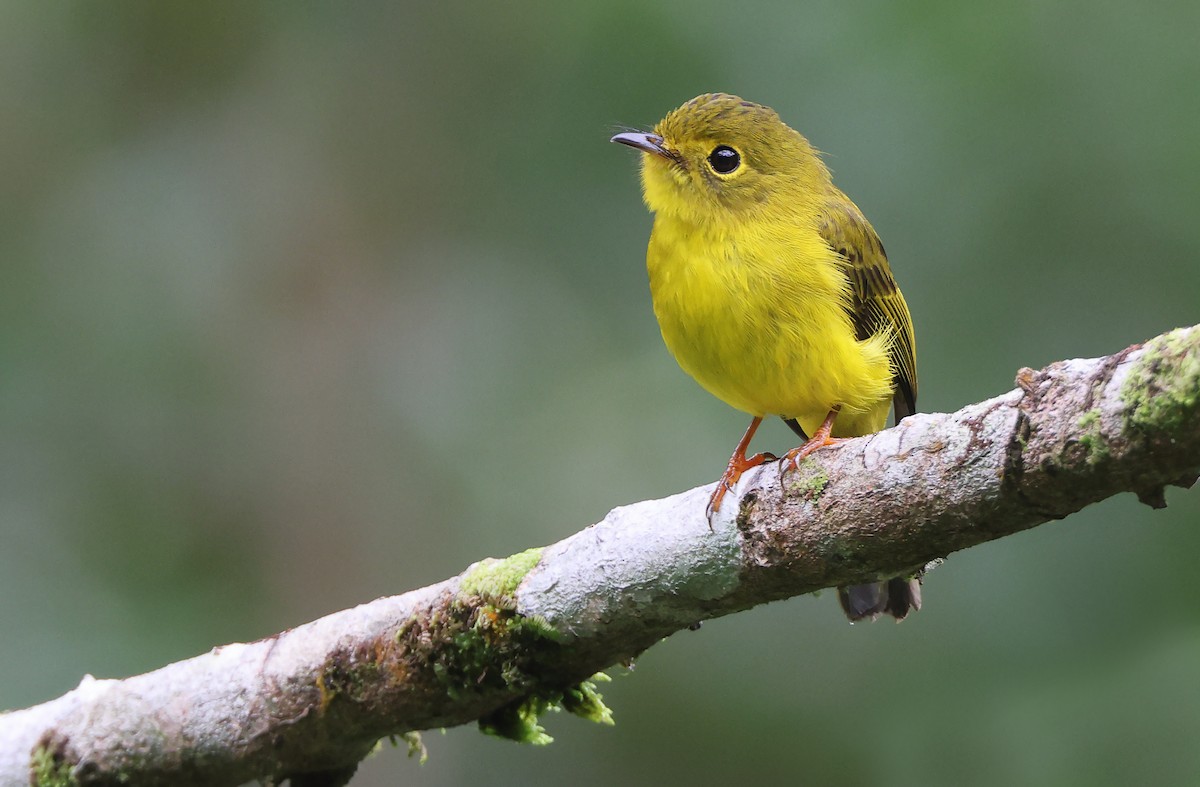 Citrine Canary-Flycatcher - ML392411331